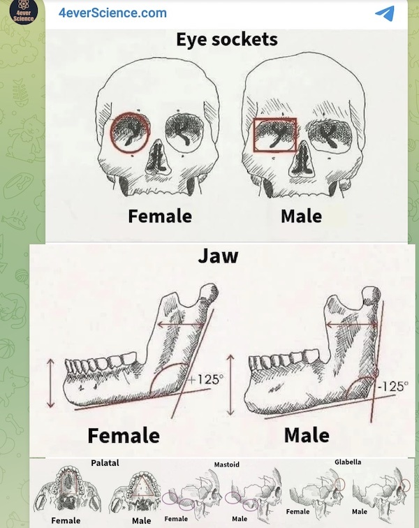 Forensic_Teeth