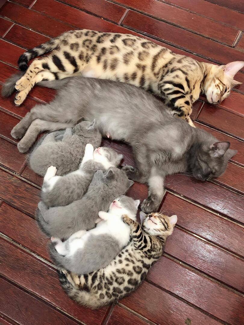 Cats_genetics_gummy_bears